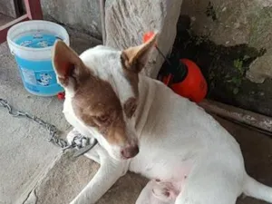 Cachorro raça SRD-ViraLata idade 3 anos nome não sei 