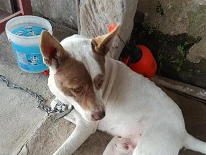 Cachorro raça SRD-ViraLata idade 3 anos nome não sei 