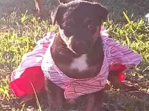 Cachorro raça SRD-ViraLata idade 2 a 6 meses nome Kiara 