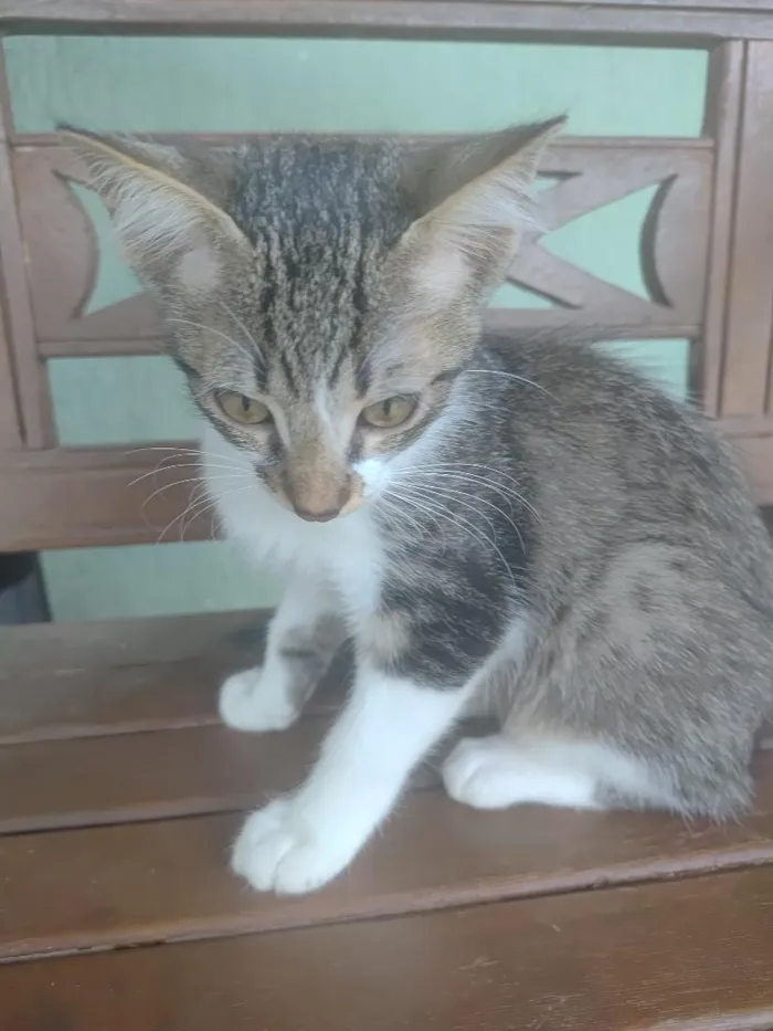 Gato raça SRD-ViraLata idade 2 a 6 meses nome James