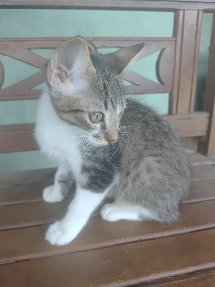 Gato raça SRD-ViraLata idade 2 a 6 meses nome James