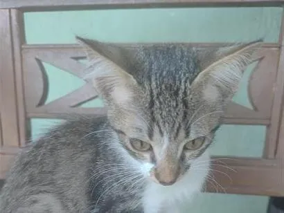 Gato raça SRD-ViraLata idade 2 a 6 meses nome James
