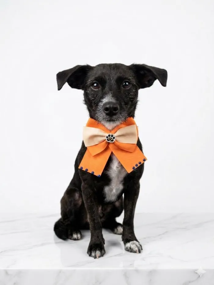 Cachorro raça SRD-ViraLata idade 4 anos nome Olivia
