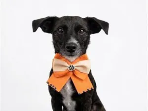 Cachorro raça SRD-ViraLata idade 4 anos nome Olivia