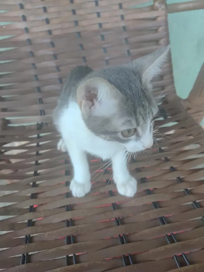 Gato raça SRD-ViraLata idade 2 a 6 meses nome Lira