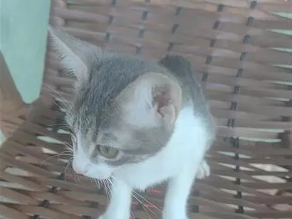 Gato raça SRD-ViraLata idade 2 a 6 meses nome Lira
