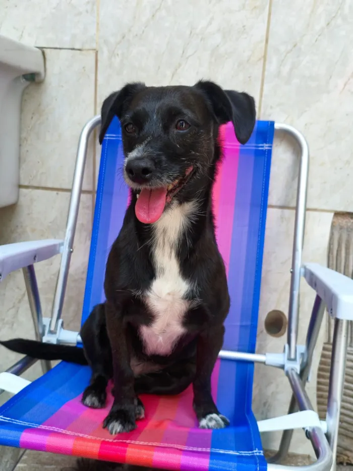 Cachorro raça SRD-ViraLata idade 4 anos nome Olivia