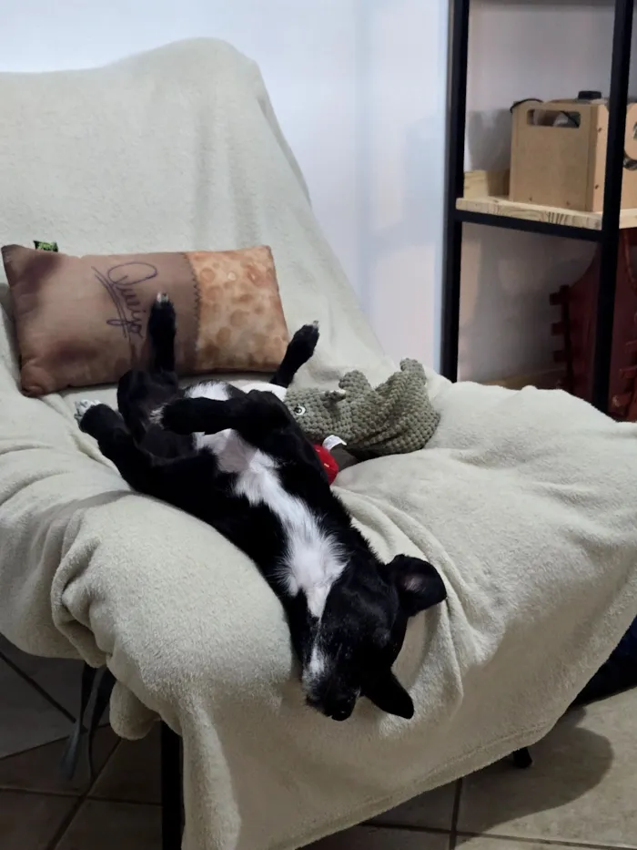 Cachorro raça SRD-ViraLata idade 4 anos nome Olivia