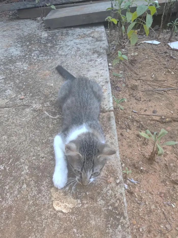 Gato raça SRD-ViraLata idade 2 a 6 meses nome Jessie