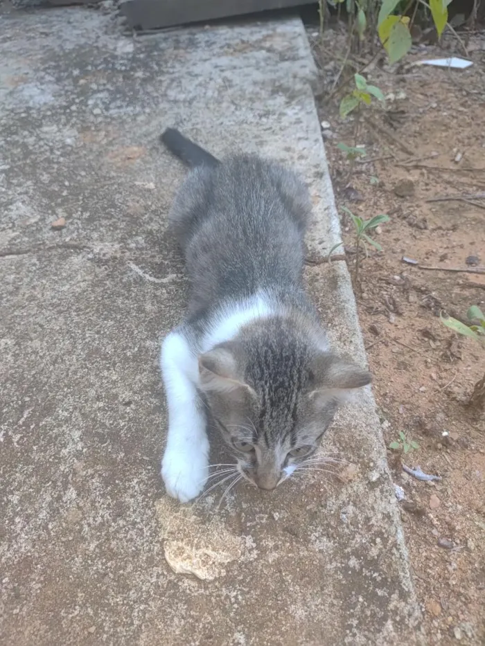 Gato raça SRD-ViraLata idade 2 a 6 meses nome Jessie