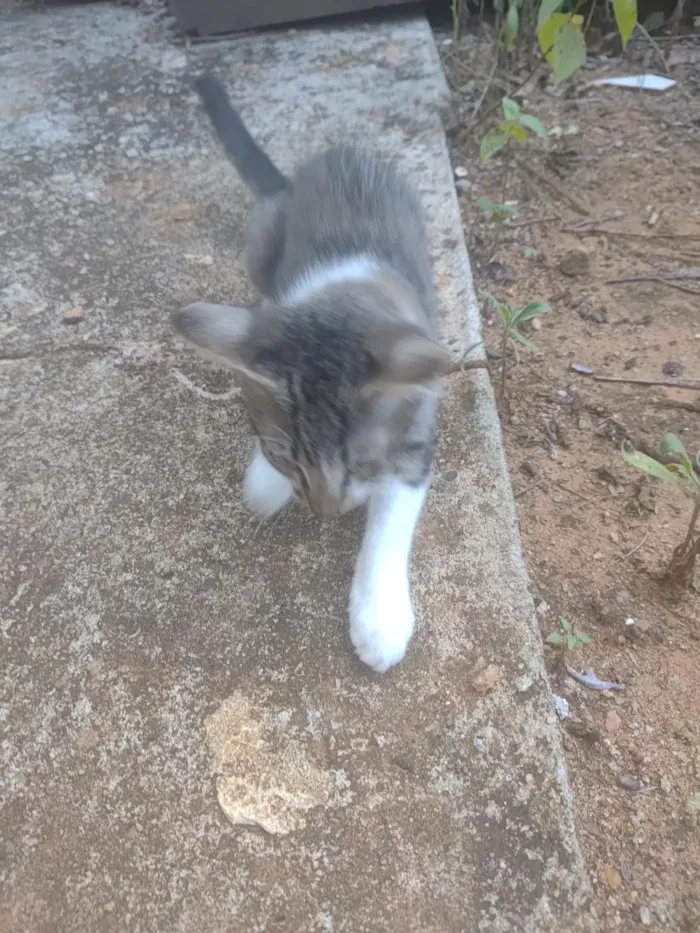 Gato raça SRD-ViraLata idade 2 a 6 meses nome Jessie