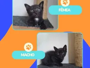 Gato raça SRD-ViraLata idade Abaixo de 2 meses nome Ambos sem nome 