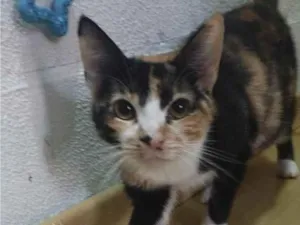 Gato raça SRD-ViraLata idade 1 ano nome Lua