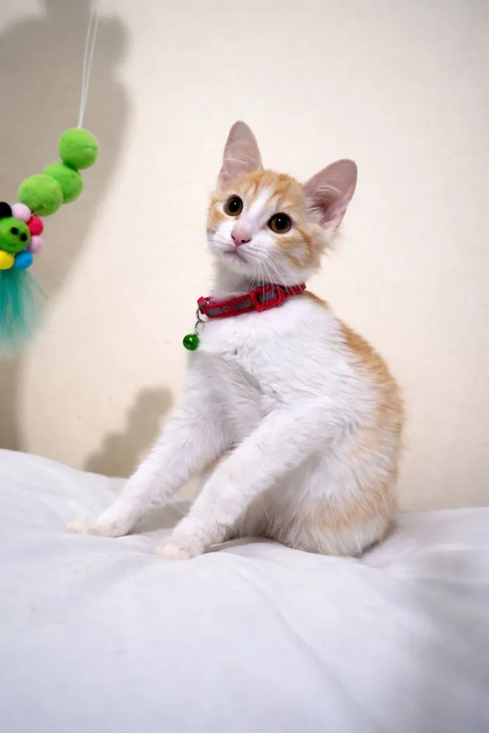 Gato raça SRD-ViraLata idade 2 a 6 meses nome Mel e Canela 