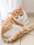 Mel e Canela