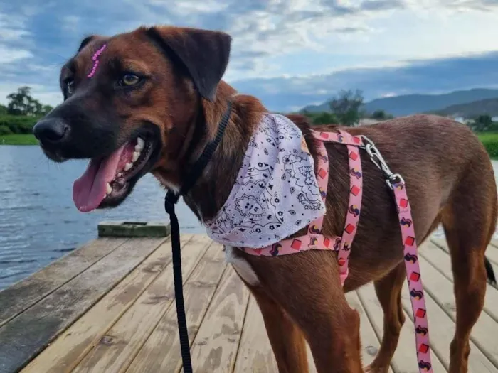 Cachorro raça SRD-ViraLata idade 3 anos nome Rosinha