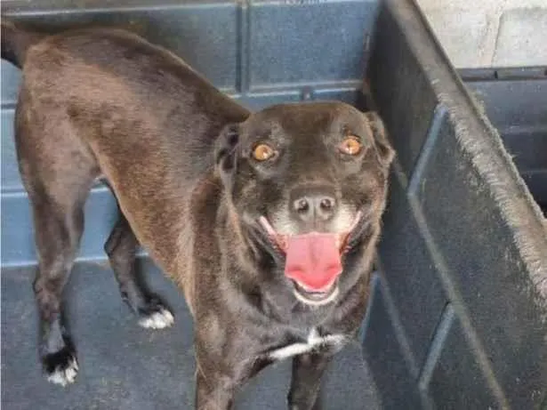 Cachorro raça SRD-ViraLata idade 5 anos nome Lena
