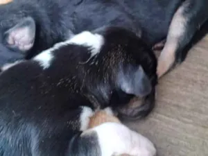 Cachorro raça SRD-ViraLata idade Abaixo de 2 meses nome São 9 filhotinhos 