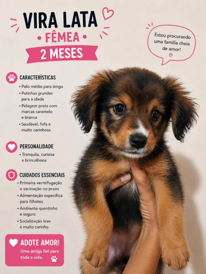 Cachorro raça SRD-ViraLata idade Abaixo de 2 meses nome não tem nome