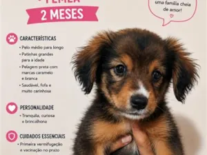Cachorro raça SRD-ViraLata idade Abaixo de 2 meses nome não tem nome