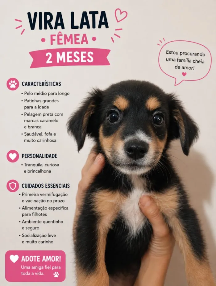 Cachorro raça SRD-ViraLata idade 2 a 6 meses nome não tem nome