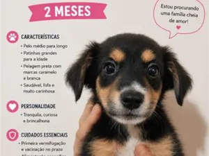 Cachorro raça SRD-ViraLata idade 2 a 6 meses nome não tem nome