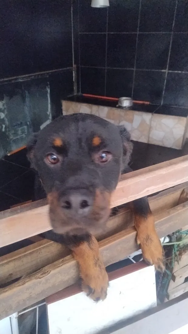 Cachorro raça Rottweiler idade 3 anos nome Negao