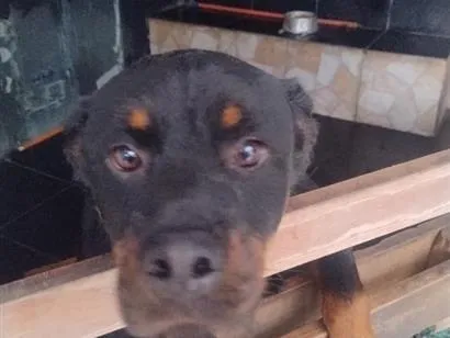 Cachorro raça Rottweiler idade 3 anos nome Negao