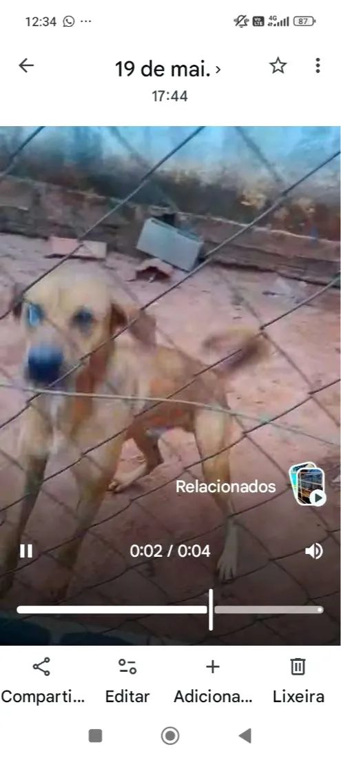 Cachorro raça Fila idade 1 ano nome Thor 