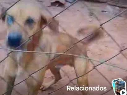 Cachorro raça Fila idade 1 ano nome Thor 
