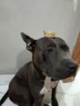 apollo