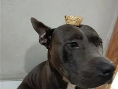 Cachorro raça Pit-Bull idade 3 anos nome apollo