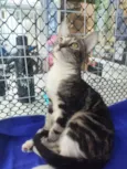 Lulu