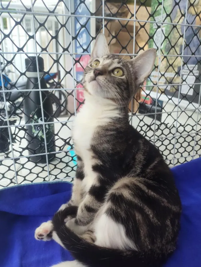 Gato raça SRD-ViraLata idade 2 a 6 meses nome Lulu
