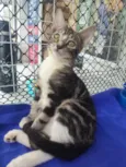 Lulu