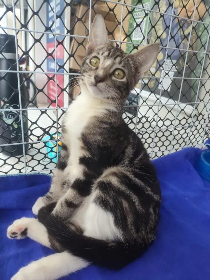 Gato raça SRD-ViraLata idade 2 a 6 meses nome Lulu