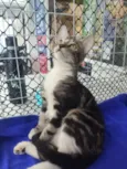 Lulu