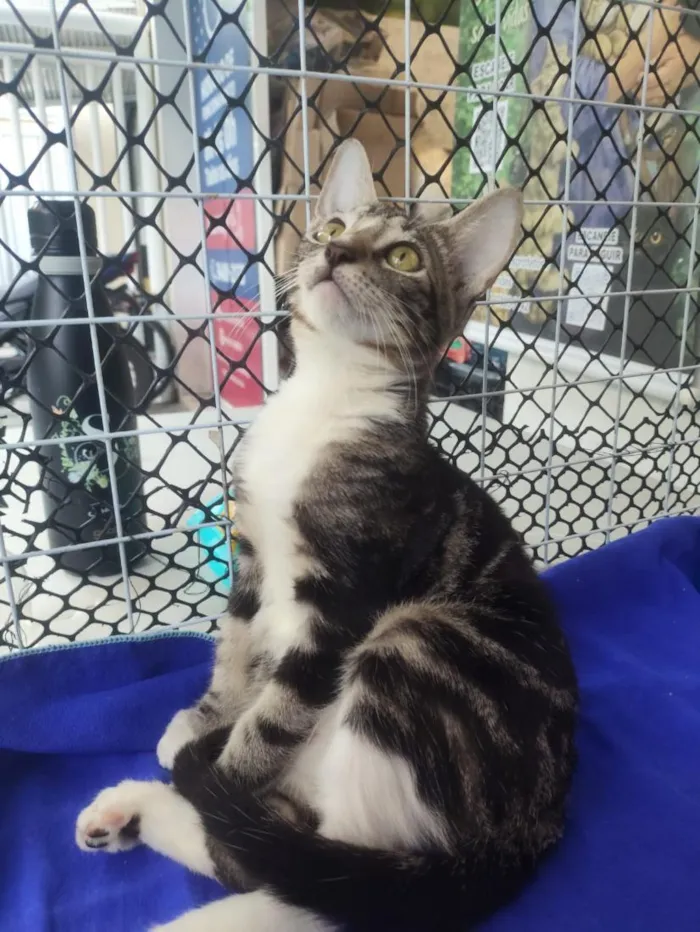 Gato raça SRD-ViraLata idade 2 a 6 meses nome Lulu