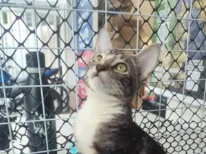 Gato raça SRD-ViraLata idade 2 a 6 meses nome Lulu