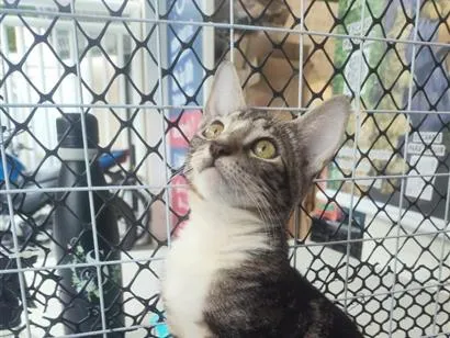 Gato raça SRD-ViraLata idade 2 a 6 meses nome Lulu