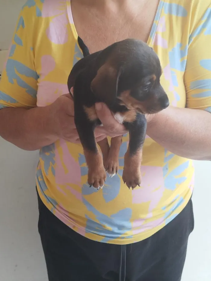 Cachorro raça SRD-ViraLata idade Abaixo de 2 meses nome Julieta 