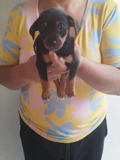 Cachorro raça SRD-ViraLata idade Abaixo de 2 meses nome Julieta 
