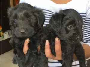 Cachorro raça SRD-ViraLata idade Abaixo de 2 meses nome Max e Preto