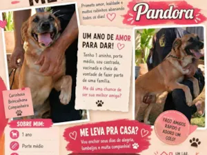 Cachorro raça SRD-ViraLata idade 1 ano nome Pandora