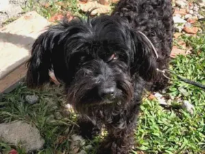 Cachorro raça SRD-ViraLata idade 3 anos nome pretinha