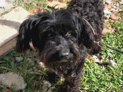 Cachorro raça SRD-ViraLata idade 3 anos nome pretinha