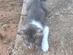 Gato raça SRD-ViraLata idade 2 a 6 meses nome Jessie