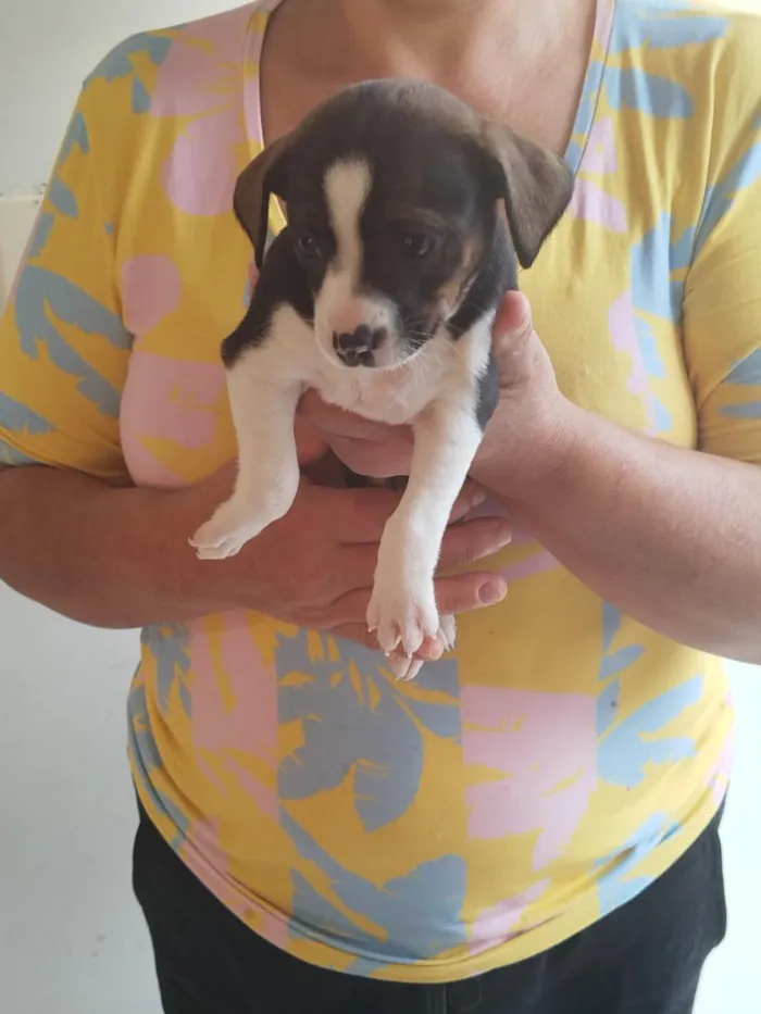 Cachorro raça SRD-ViraLata idade Abaixo de 2 meses nome Filhote Fêmea de Vira-Lata