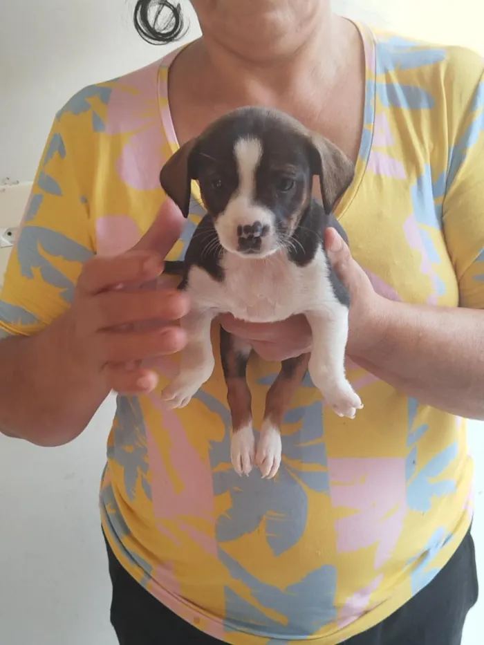 Cachorro raça SRD-ViraLata idade Abaixo de 2 meses nome Filhote Fêmea de Vira-Lata