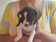 Filhote Fêmea de Vira-Lata